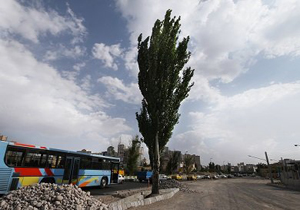 درخت قدیمی زعفرانیه از جایش تکان نمی خورد