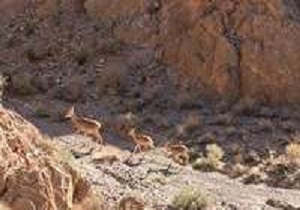 اصلاح مرز دو منطقه زیست محيطی در خراسان جنوبی