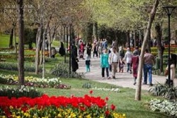 پاییزی رنگارنگ با جشنواره گل‌های داودی + فیلم