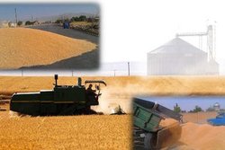 خرید بالغ بر ۶۰۷ هزارتن گندم مازاد برنیاز از کشاورزان کردستان