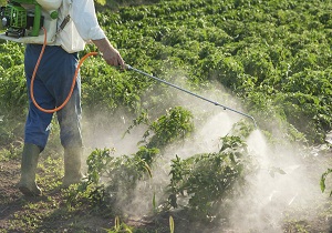 تامین کود شیمیایی مزارع ذرت شوش