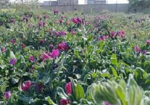 احداث پارک گیاهان دارویی در اردبیل