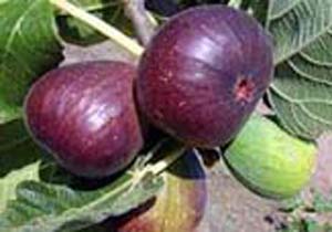 افزایش ۱۰ در صدی تولید انجیر در مازندران