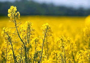برداشت بیش از ۹۰ درصد کلزای نهاوند