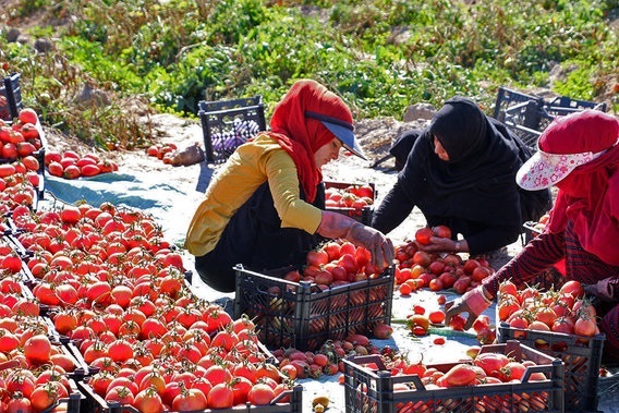 کارگاه&zwnj;های آموزشی برای زنان روستایی استان بوشهر برگزار شد