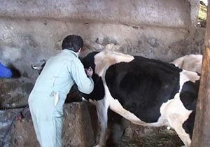 کنترل بیماری تب برفکی در مهاباد