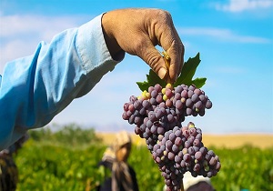 دانه های یاقوت در بازار خوزستان