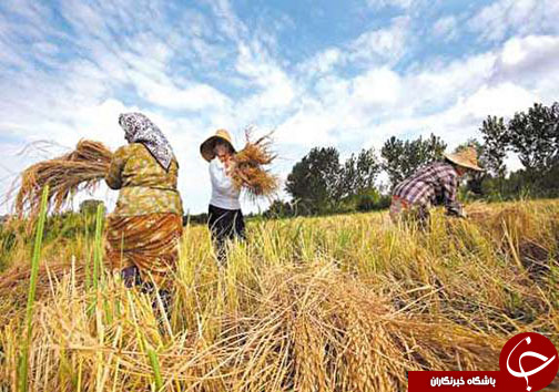 نگاهی گذرا به مهمترین رویداد&zwnj;های دوشنبه ۸ مرداد ماه در مازندران