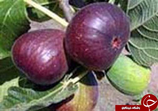 نگاهی گذرا به مهمترین رویداد&zwnj;های دوشنبه ۸ مرداد ماه در مازندران