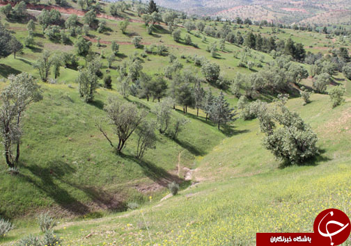 احیای جنگل های بلوط با کمک های سازمان جهانی جایکا احیای جنگل های بلوط با کمک های سازمان جهانی جایکا
