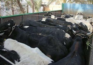 توقیف کامیون حامل دام فاقد مجوز حمل در بویین زهرا