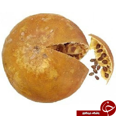 :)حنظل چیست؟ + خواص آن در طب سنتی و عوارض مصرف / دستور تهیه روغن حنظل/ کاربرد حنظل در درمان دندان درد:)