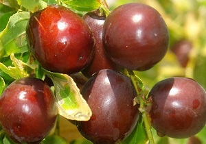 طوفان ۱۰ میلیارد تومان به باغات عناب خراسان جنوبی خسارت زد