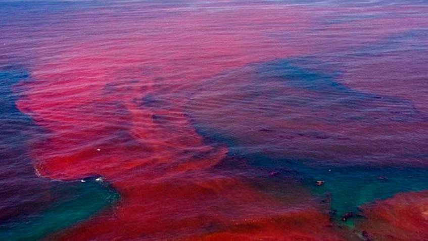 کِشَند قرمز در دریا بزرگ چابهار رویت شد