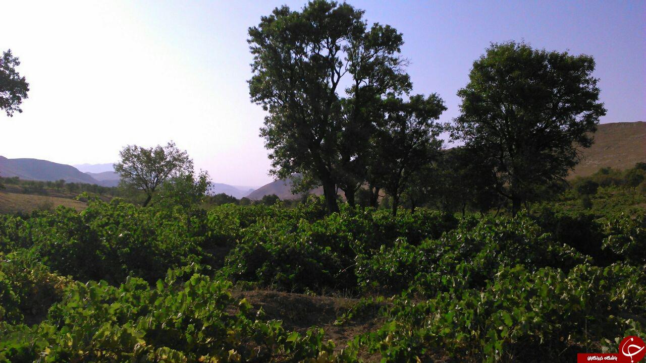 باغ زیبای انگور در تاکستان + تصاویر