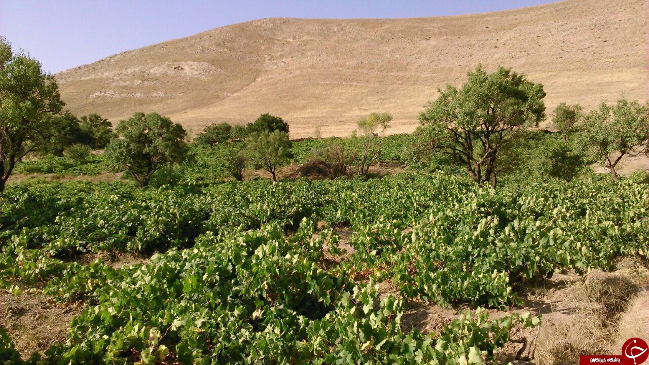 باغ زیبای انگور در تاکستان + تصاویر