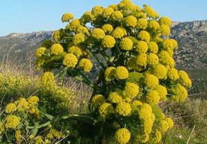 اختصاص ۷ هکتار از زمین‌های مستثنیات شیب‌دار کوار به آنغوزه