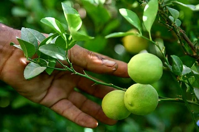 معجونی جادویی برای سوزاندن چربی&zwnj;ها