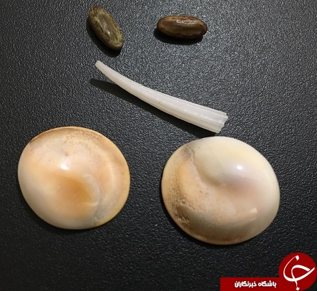 مهره مار و خواص ذکر شده آن / صحت نیرو مهره مار در منابع دینی/ آیا مهره مار بخت باز می کند؟!