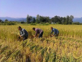 برداشت ۲۲۲ هزار هکتار برنج از شالیزار‌های گیلان