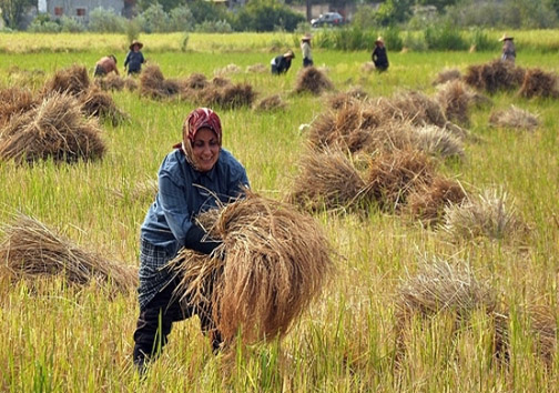 آیینی برای شکرگزاری از برکت خوشه &zwnj;های طلایی برنج