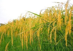 کشت دوم ۹۵ هزار هکتار از شالیزار‌های گیلان