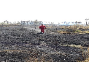 آتش سوزی نیزار  در خرمشهر