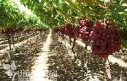 برداشت بیش از هزارو ۲۰۰ تن انگور رقم ترکمنی در کاشمر