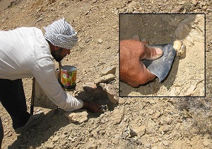 اشتغال هزار خانوار در برداشت محصول آنغوزه
