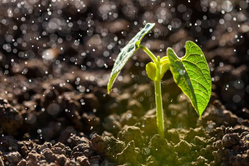 چرا بوی باران را حس می&zwnj;کنیم؟