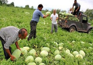 افزایش ۱۰ درصدی برداشت هندوانه در گیلان