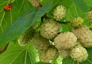 تولید بیش از ۱۹۵ هزار تن میوه ریز در مازندران