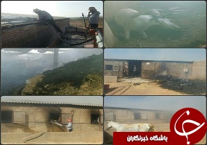 حریق انبار علوفه اسطبل پرورش اسب روستای چنارخیری خرم آباد