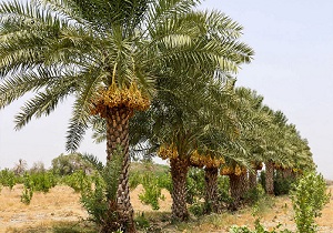برداشت خرما در بخش سندرک