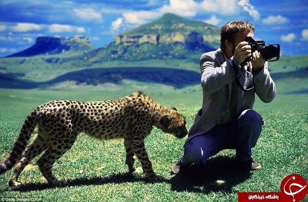 رفتار جالب حیوانات با عکاسان حیات&zwnj;وحش +تصاویر