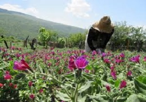 کشت 50 هکتار از اراضی کشاورزی نمین به گیاهان دارویی