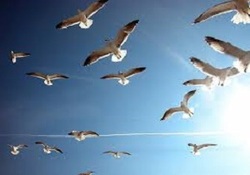 بازگشت پرندگان شکار شده به دامان طبیعت