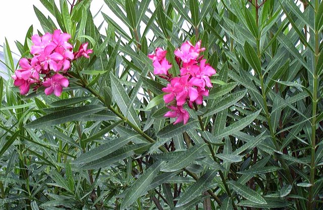 گلی که یزدی&zwnj;ها آن را دیوانه می&zwnj;نامند