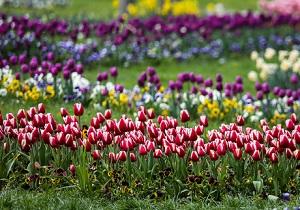 افتتاح بوستان هادی آباد قزوین به زودی