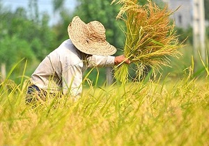 برداشت برنج از شالیزارهای "رودبار" + فیلم