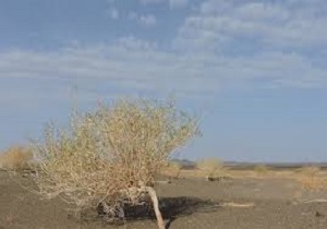 پایان مرحله دوم مطالعه پوشش گیاهی بیابان لوت