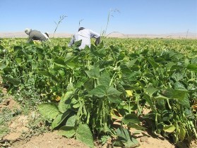 پیش بینی برداشت 6 هزارو 300 تن لوبیا از مزارع شهرستان خرمدره