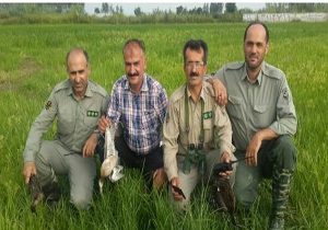 جمع آوری دام های هوایی در آمل