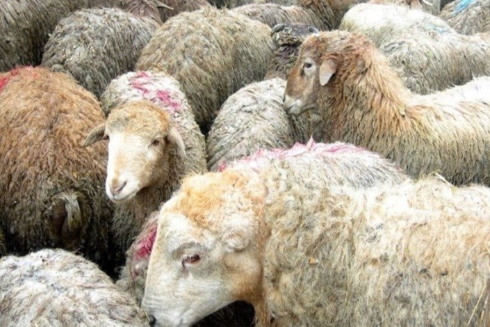 افراد از ذبح دام در منازل خود اجتناب کنند/گزارشی از بیماری تب کریمه کنگو در استان تهران نداشتیم