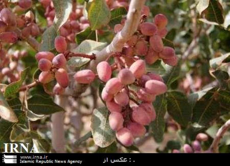 کاهش ۲۰ درصدی تولید پسته در تایباد