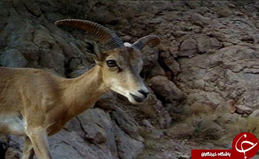 سناریوی دنباله دار بهره برداری بی رویه از معادن در سیاه کوه اردکان /قطب گردشگری یا قطب صنعتی