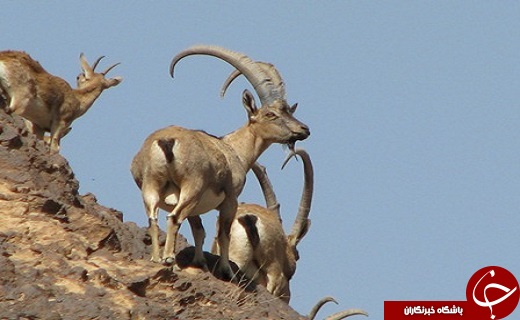 سناریوی دنباله دار بهره برداری بی رویه از معادن در سیاه کوه اردکان /قطب گردشگری یا قطب صنعتی