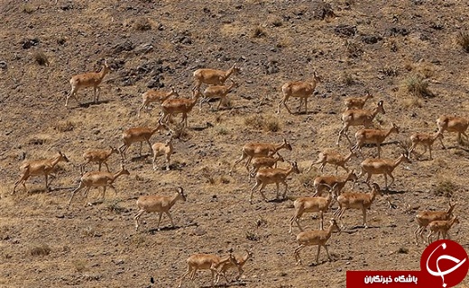 سناریوی دنباله دار بهره برداری بی رویه از معادن در سیاه کوه اردکان /قطب گردشگری یا قطب صنعتی