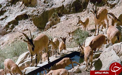 سناریوی دنباله دار بهره برداری بی رویه از معادن در سیاه کوه اردکان /قطب گردشگری یا قطب صنعتی