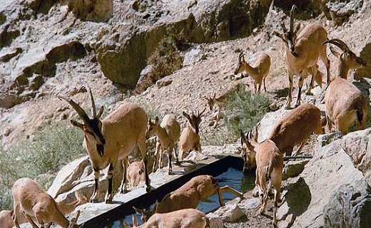 سناریوی دنباله دار بهره برداری بی رویه از معادن در سیاه کوه اردکان /قطب گردشگری یا قطب صنعتی